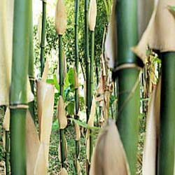 Bambou Semia fastuosa viridis